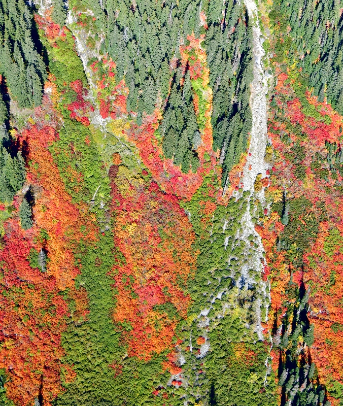 Bright Colors of Fall on Three Queens, Chikamin Ridge, Mineral Creek, Washington 339 