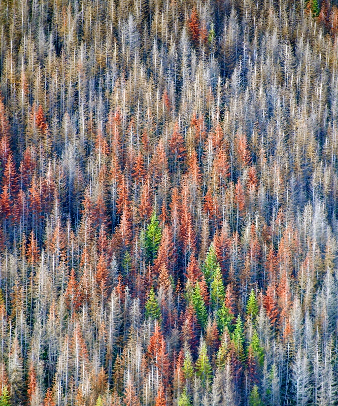 Rebirth from Forest Fire by Lock Katrine, Washington 702 