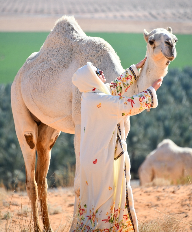 Logan and Mother Camel, Al Ghat, Saudi Desert, Saudi Arabia 591 