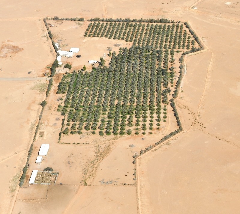 Large Dates Farm by Juwai Saudi Arabia 865 