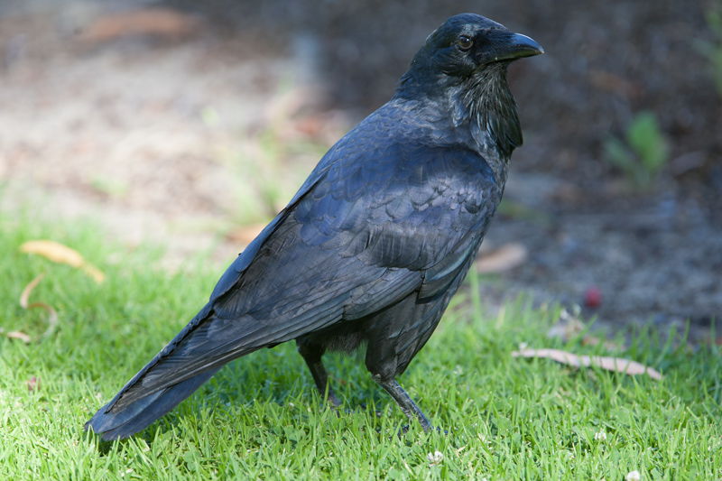 Australian Raven  (Corvus coronoides)