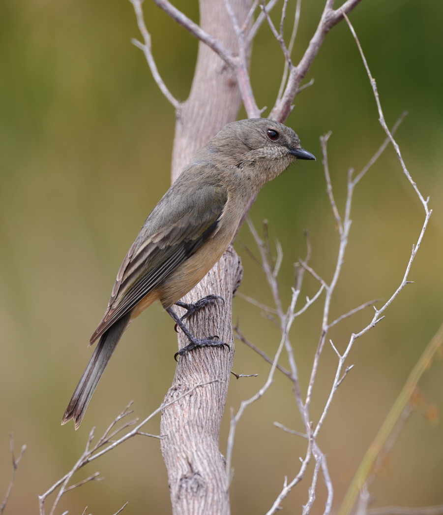 Rufous Whistler  (Pachycephala rufiventris)