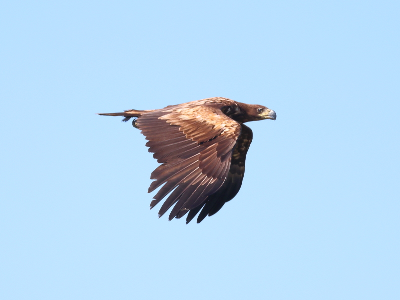 White-tailed Eagle  (Haliaeetus albicilla)