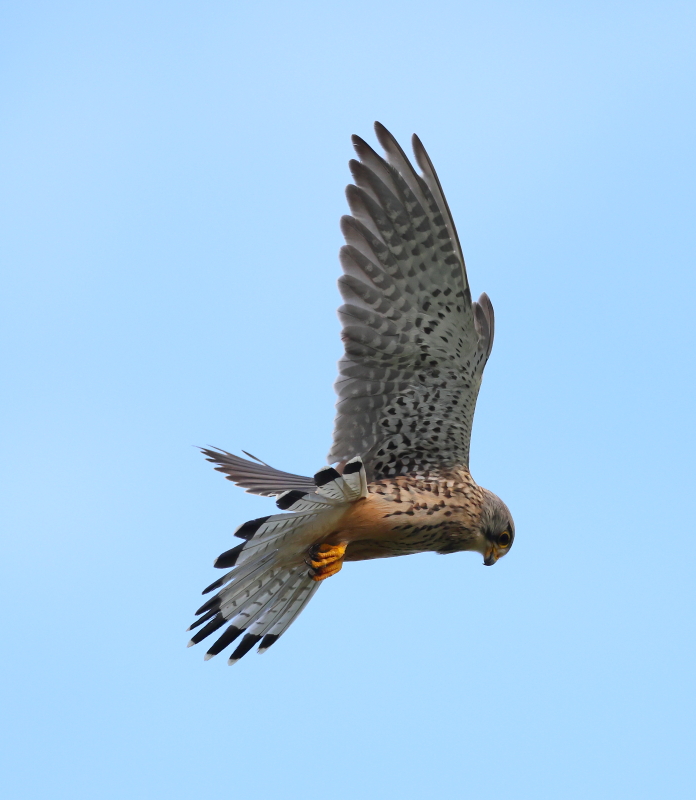 Kestrel (Falco tinnunculus)