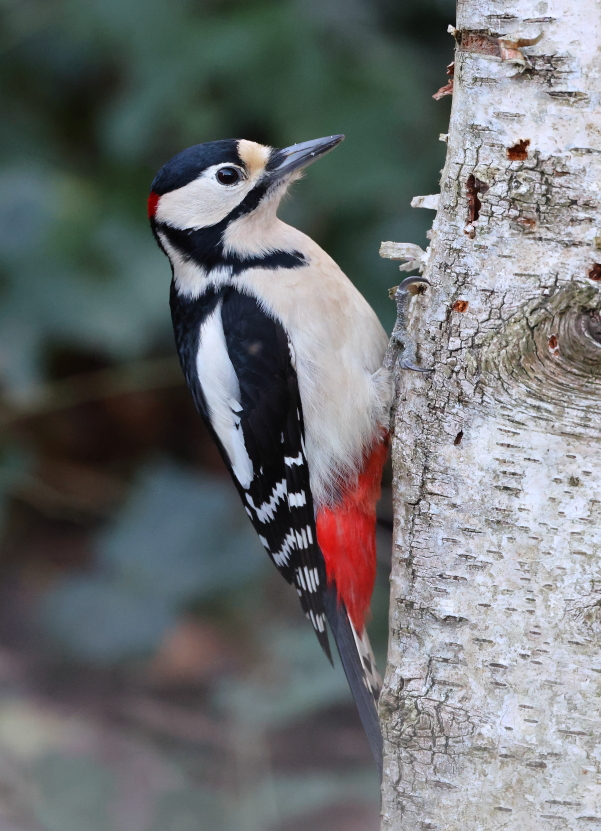 Great Spotted Woodpecker  (Dendrocopus major)