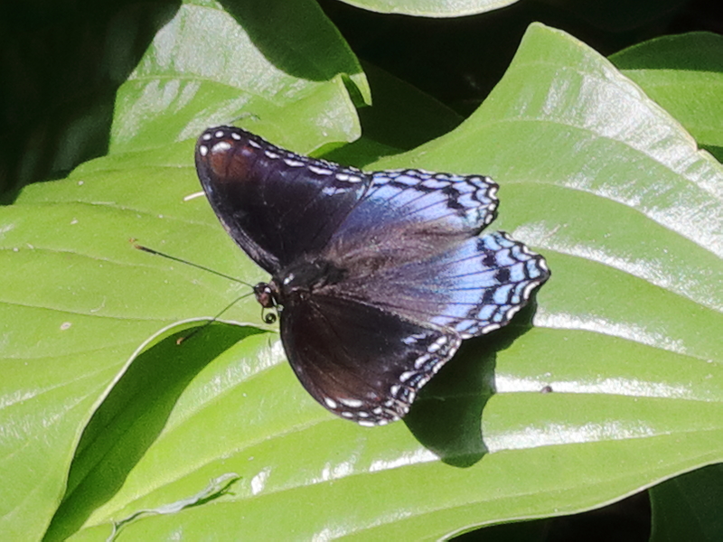 Blue Butterfly