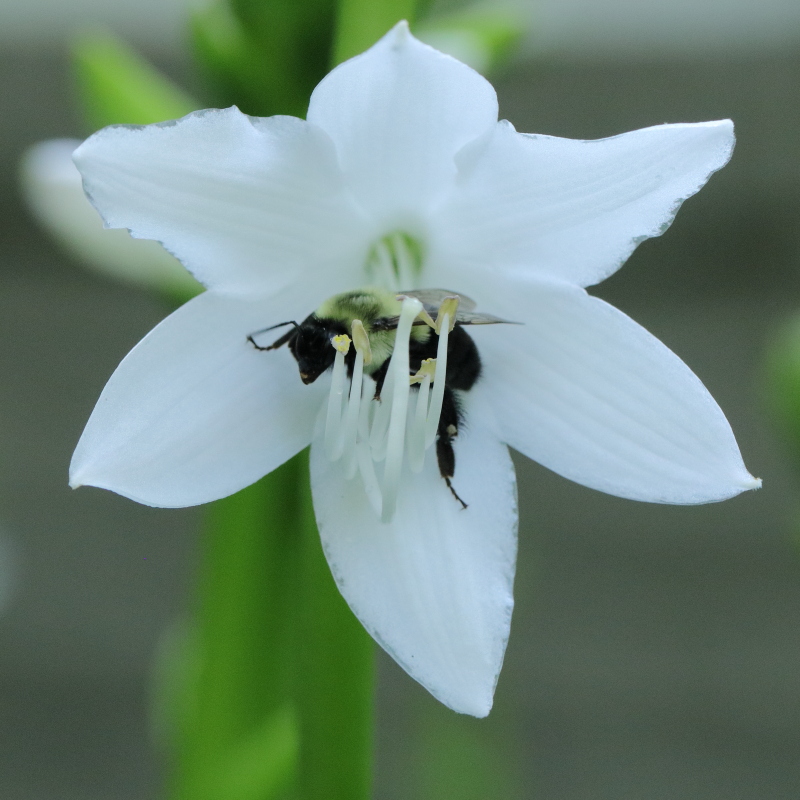 Pollinating