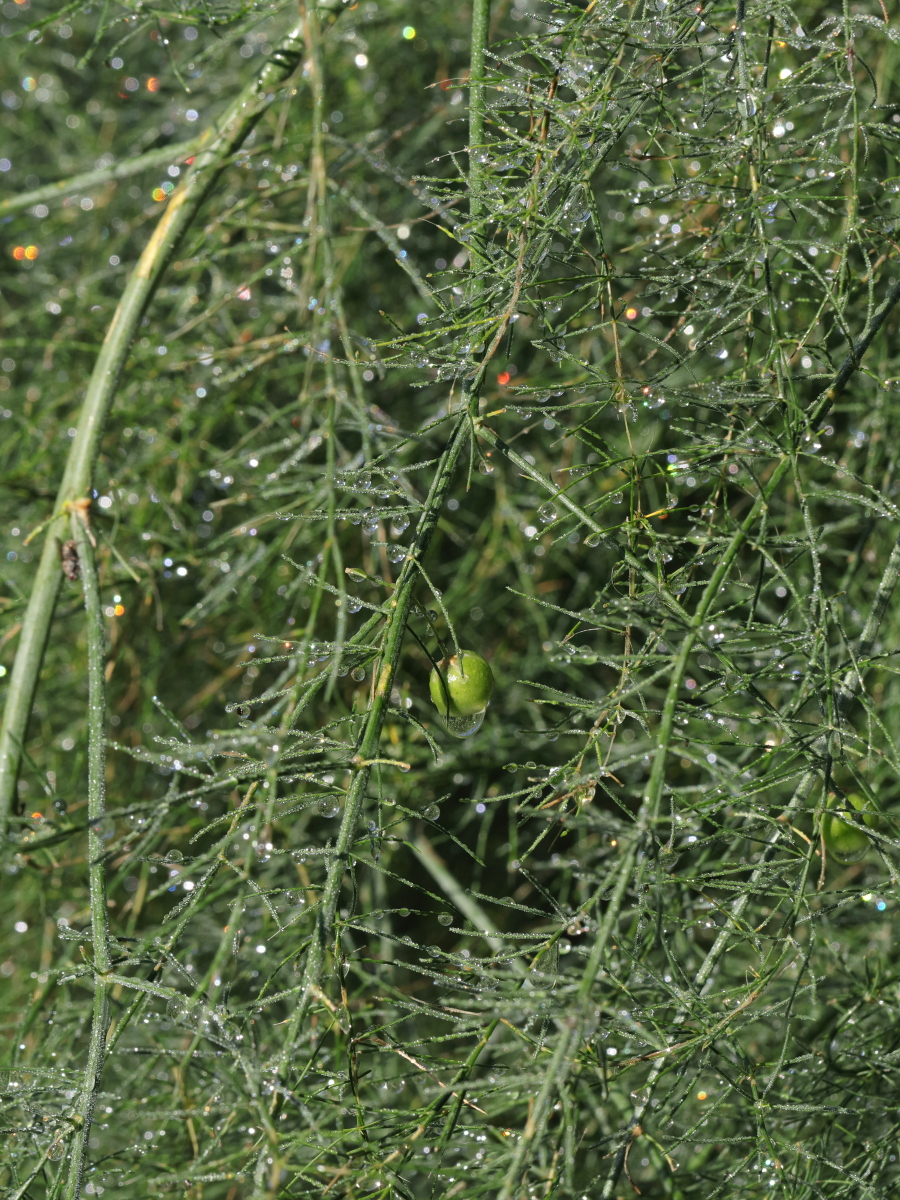 04 Morning Asparagus