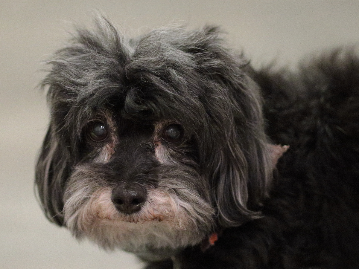 03 Old Dog Worried about Younger Sister