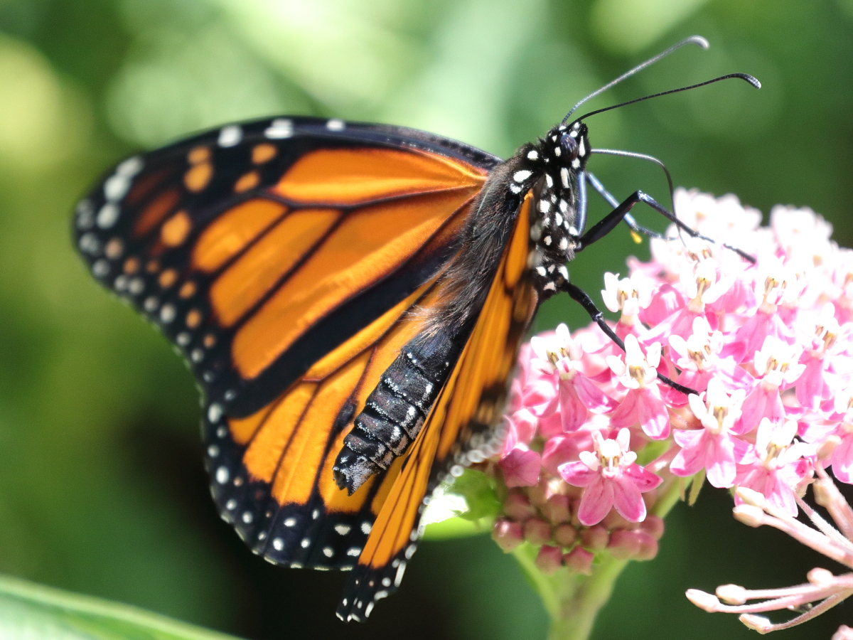 03 Summertime Flora and Fauna