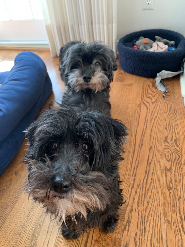 Parallel Pups