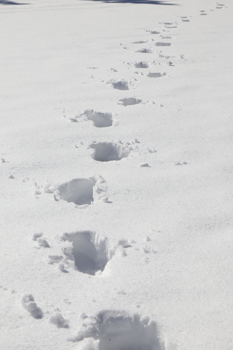 A Path Through The Snow - Alternate