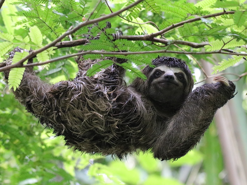 Three-Toed Sloth Hanging Around