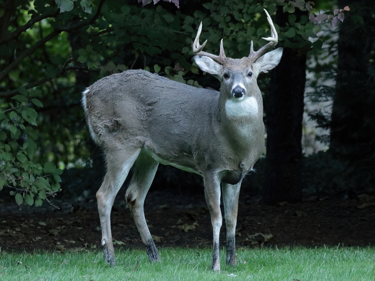 Obligatory Backyard Deer