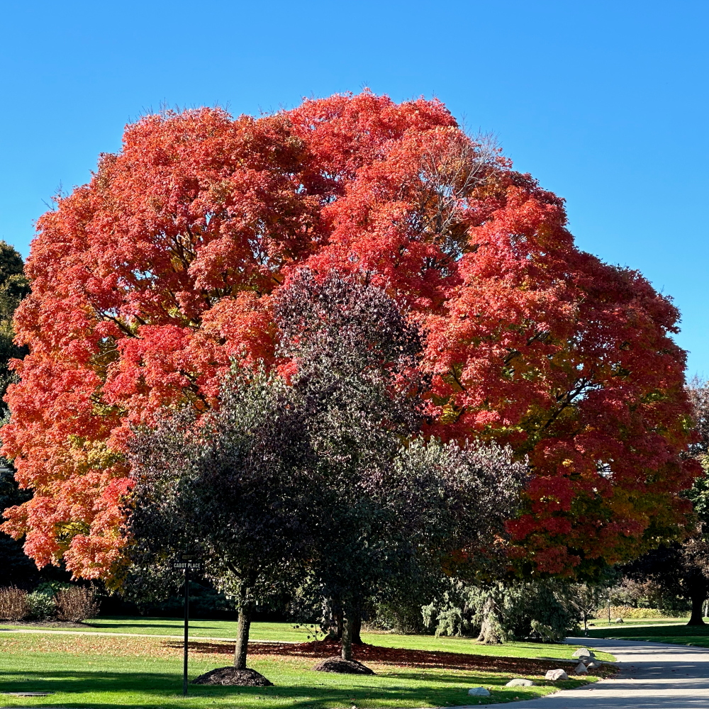 Sugar Maple