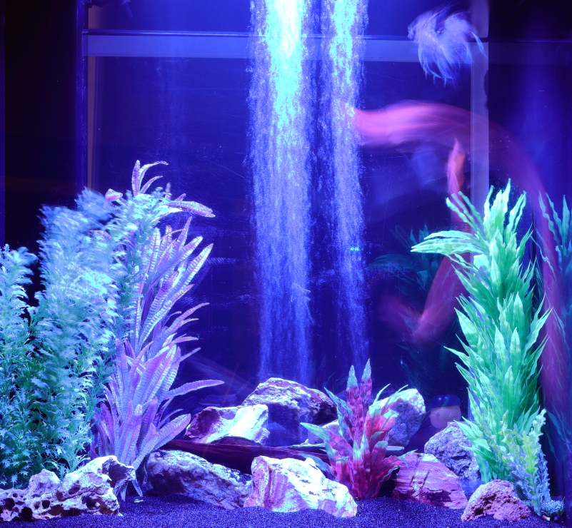 13 Speedish Fish (Pintura de Pescado)