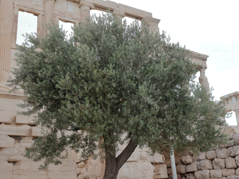 17 Athenas Olive Tree