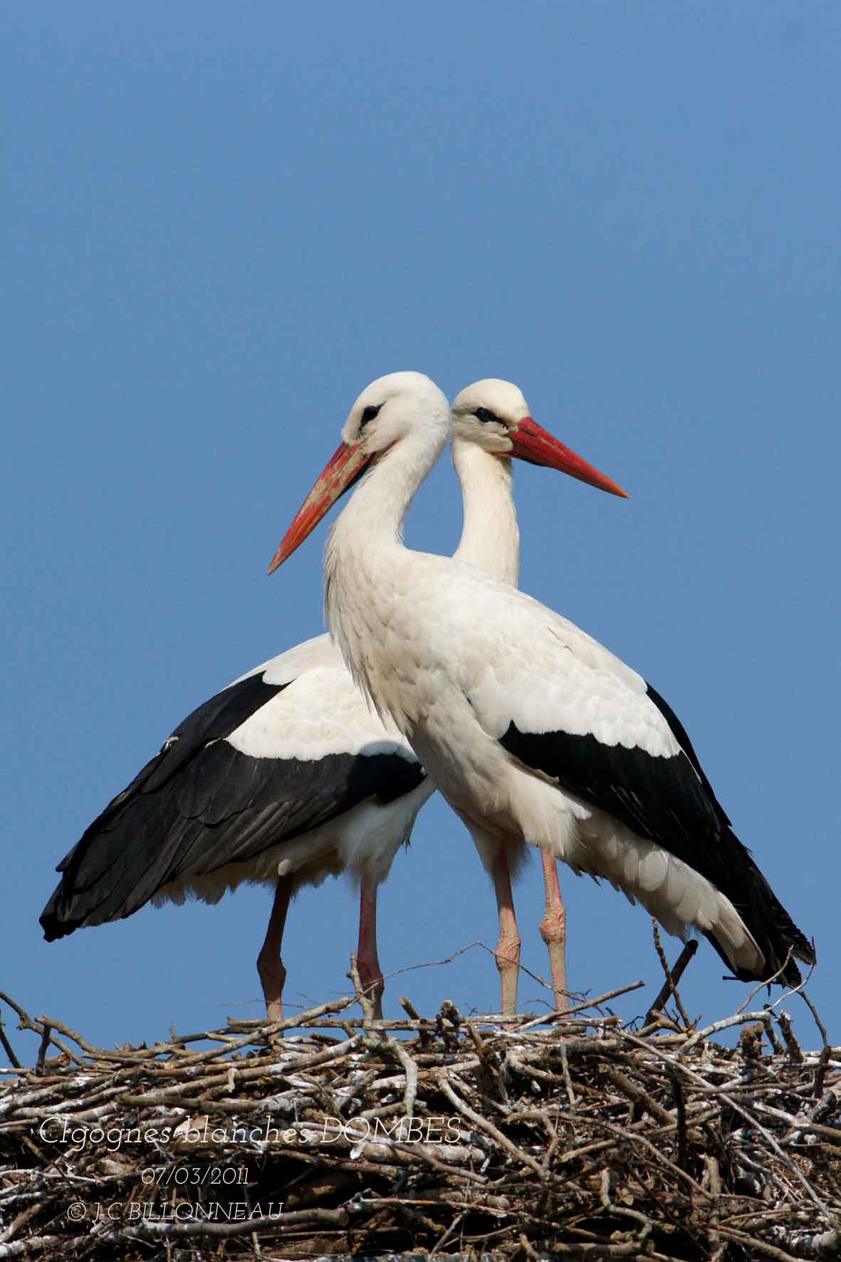 White Stork.2.jpg