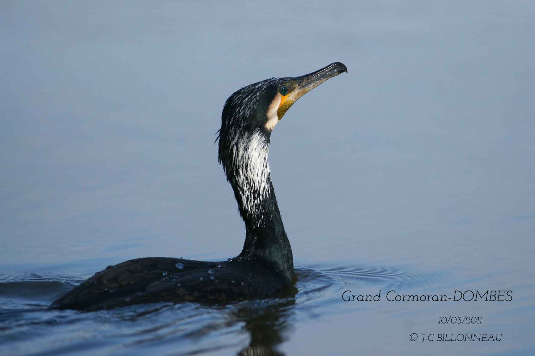 Great Cormorant.jpg