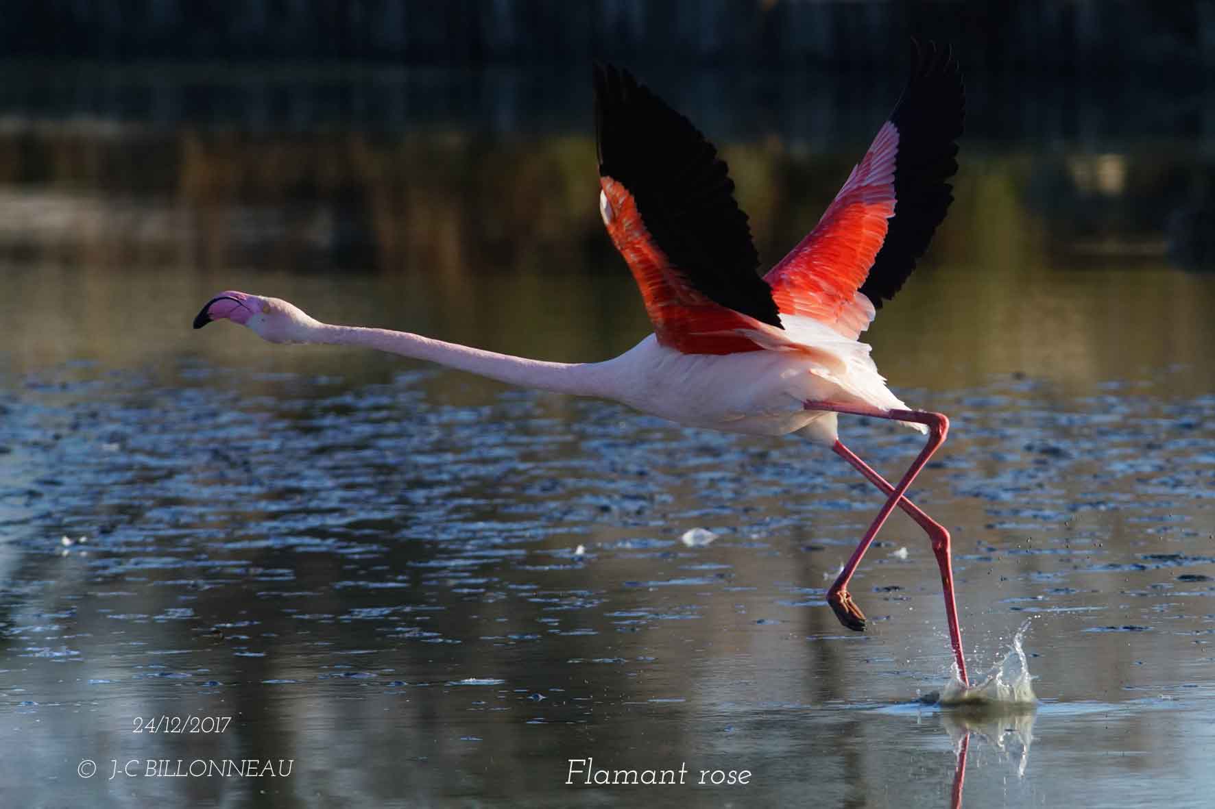 Greater Flamingo.jpg