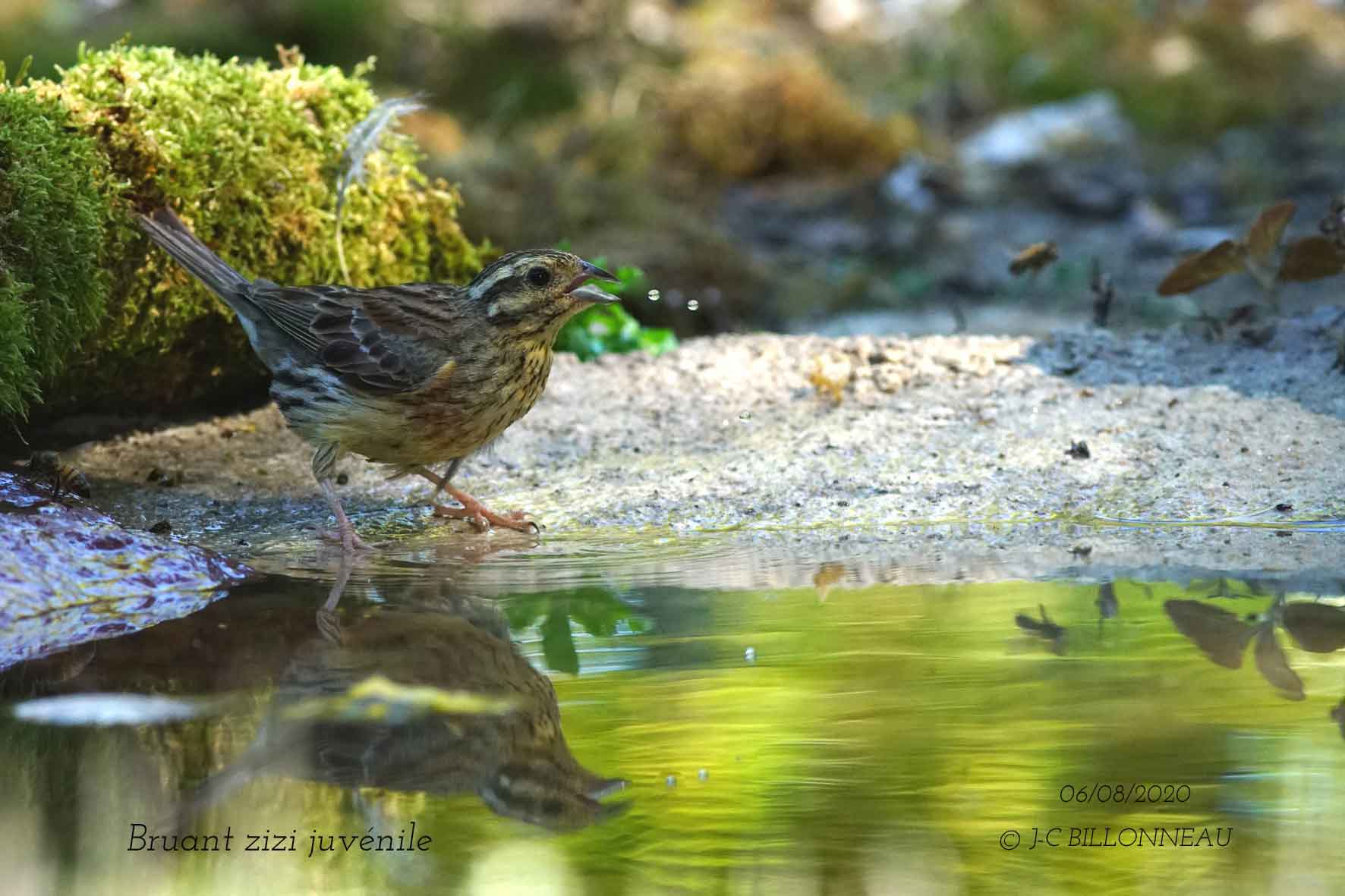 042-Cirl-Bunting.jpg