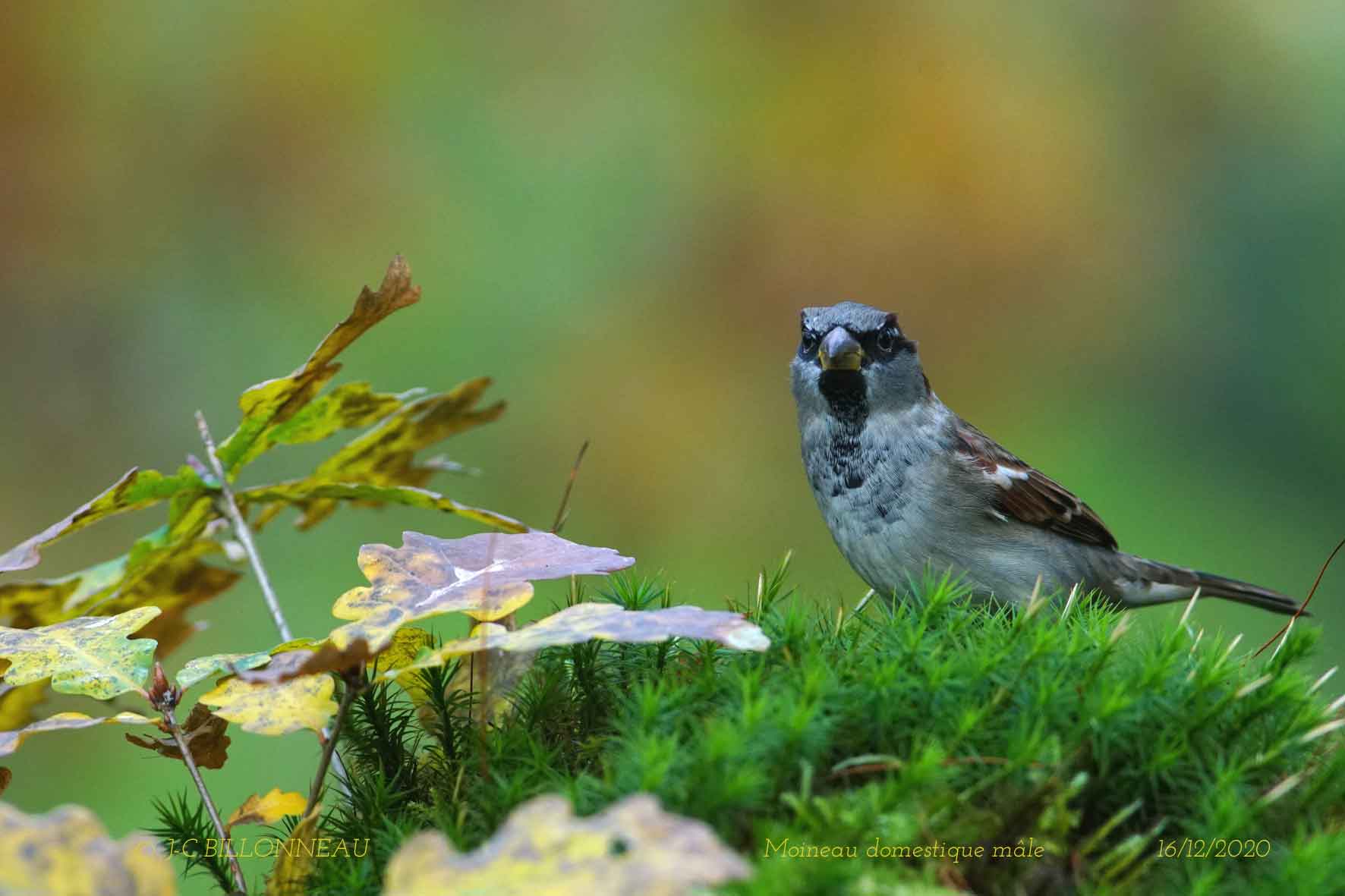 127 House Sparrow male.jpg