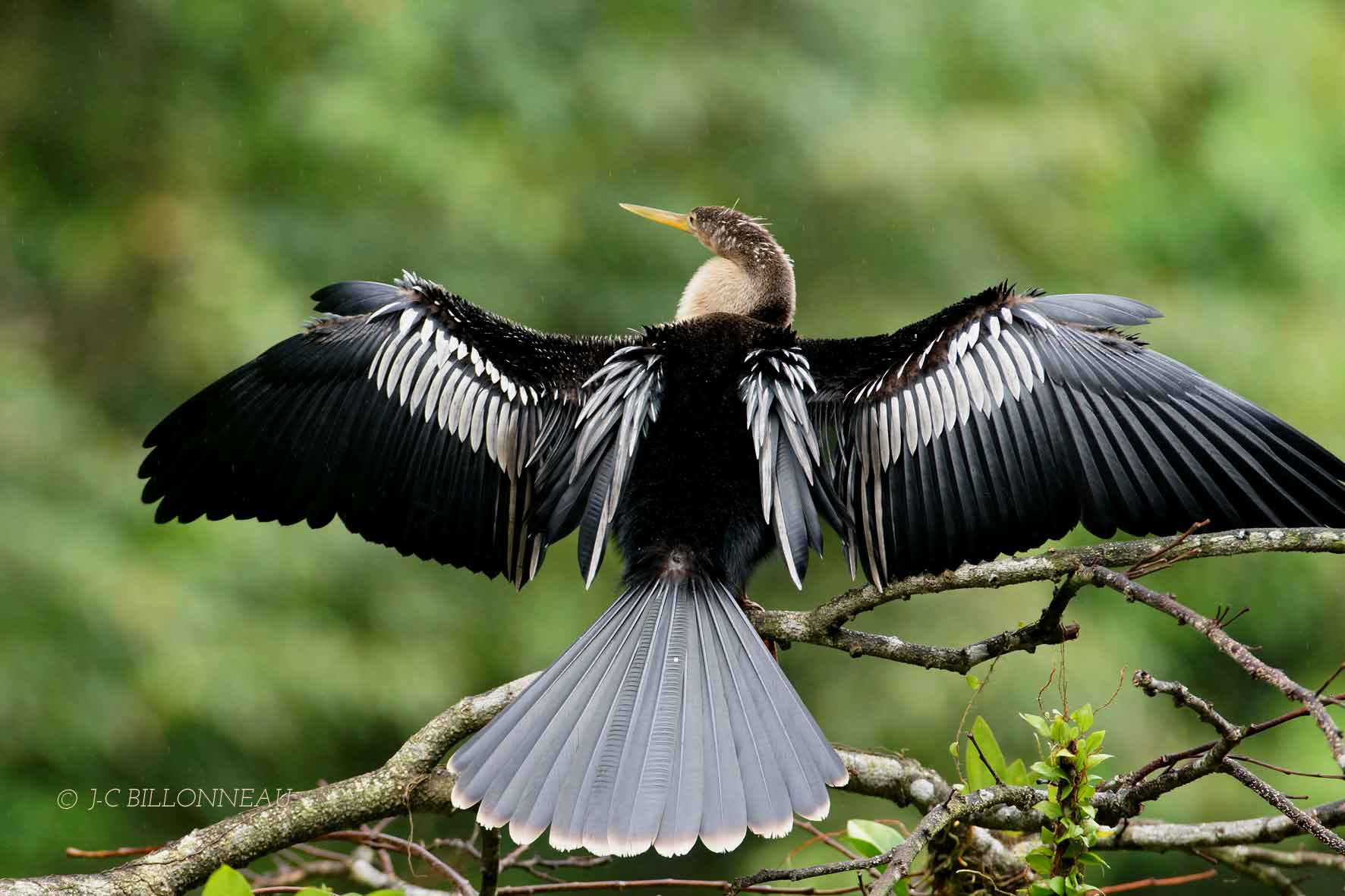 041-Anhinga-dAmrique.jpg