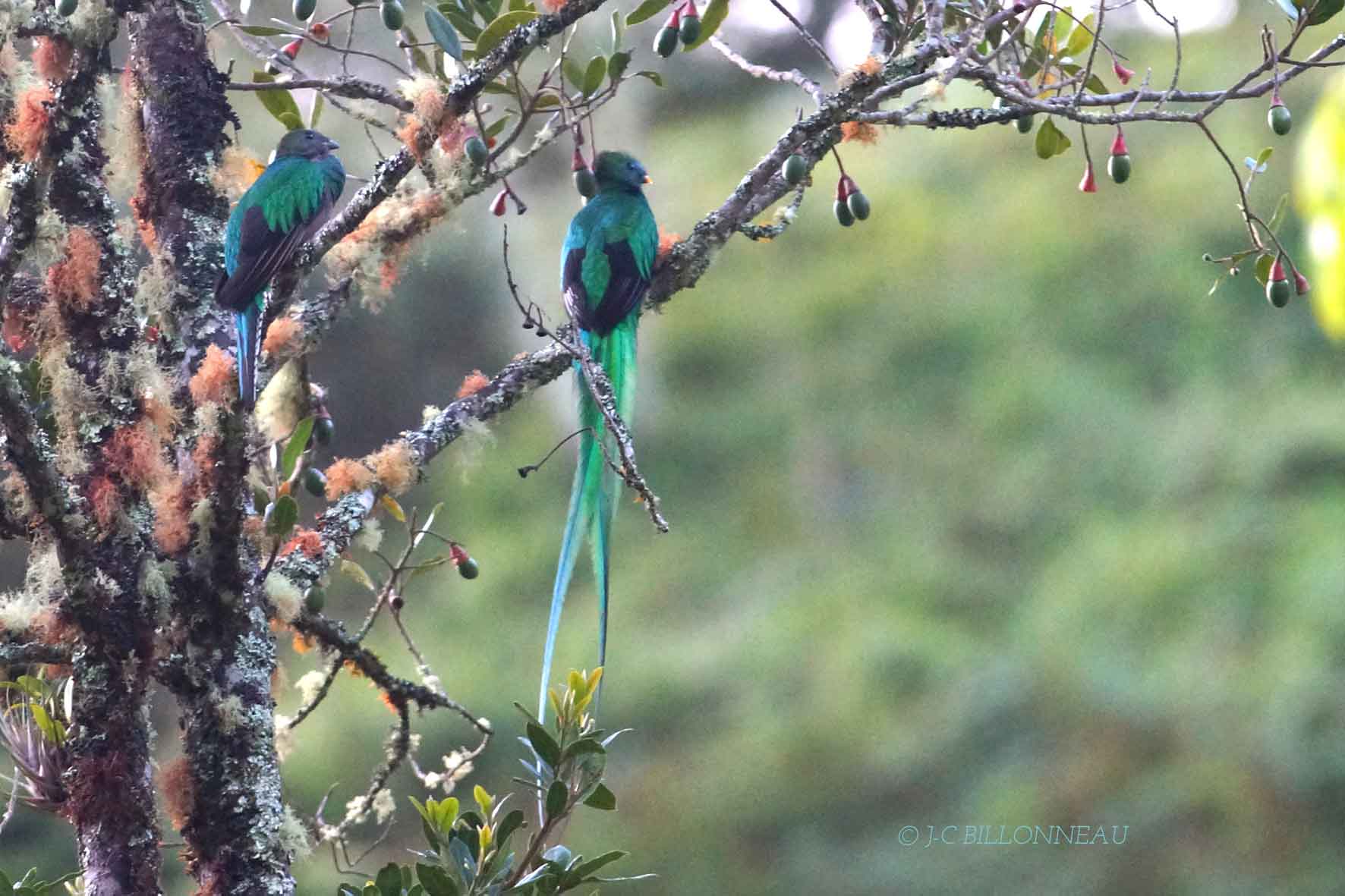 288-Couple-de-quetzals-resp.jpg