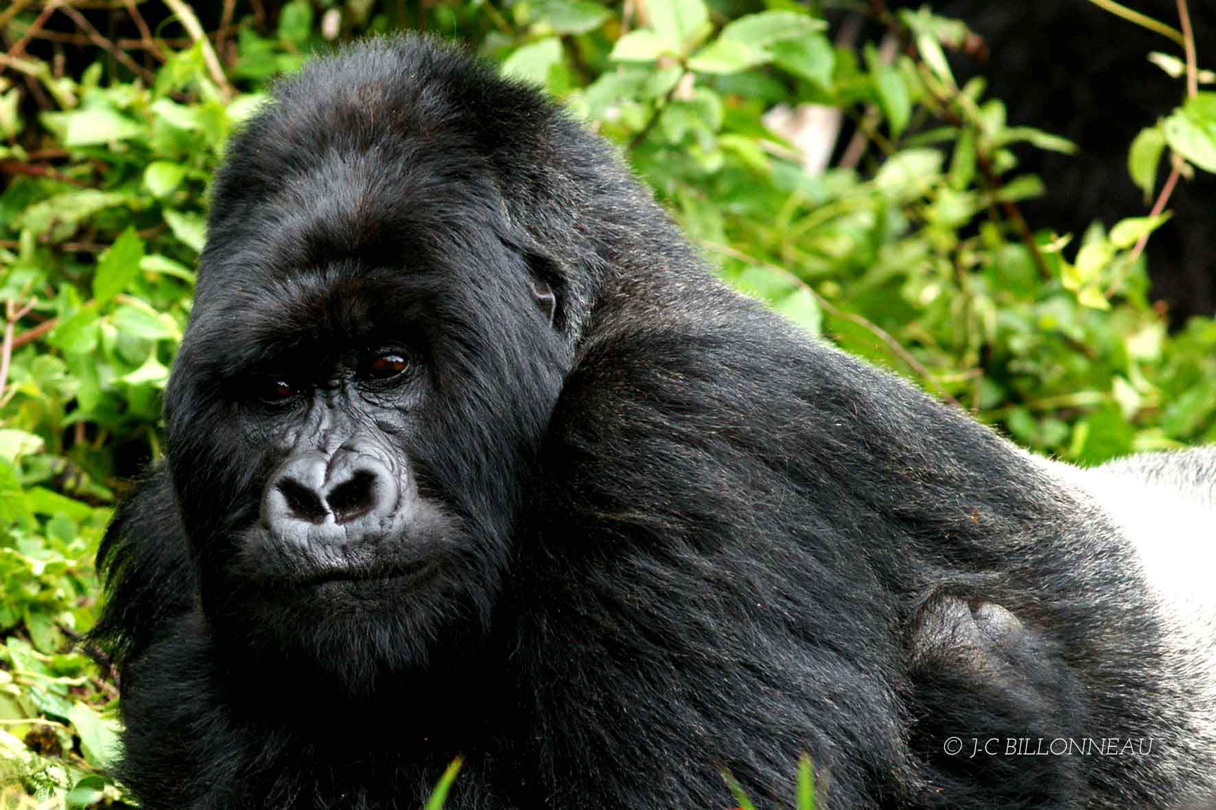 092-Gorille des montagnes-Dos argent - RWANDA.jpg