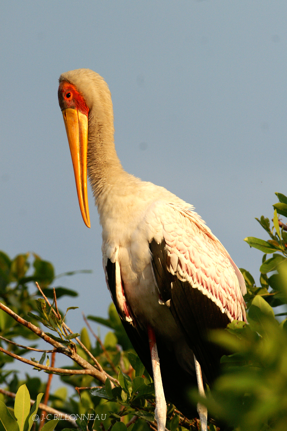 018 Tantale ibis - Yellow-billed Stork.jpg