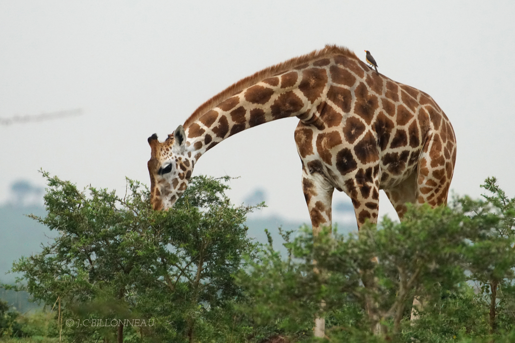 157 Girafe avec piqueboeuf  bec jaune.JPG