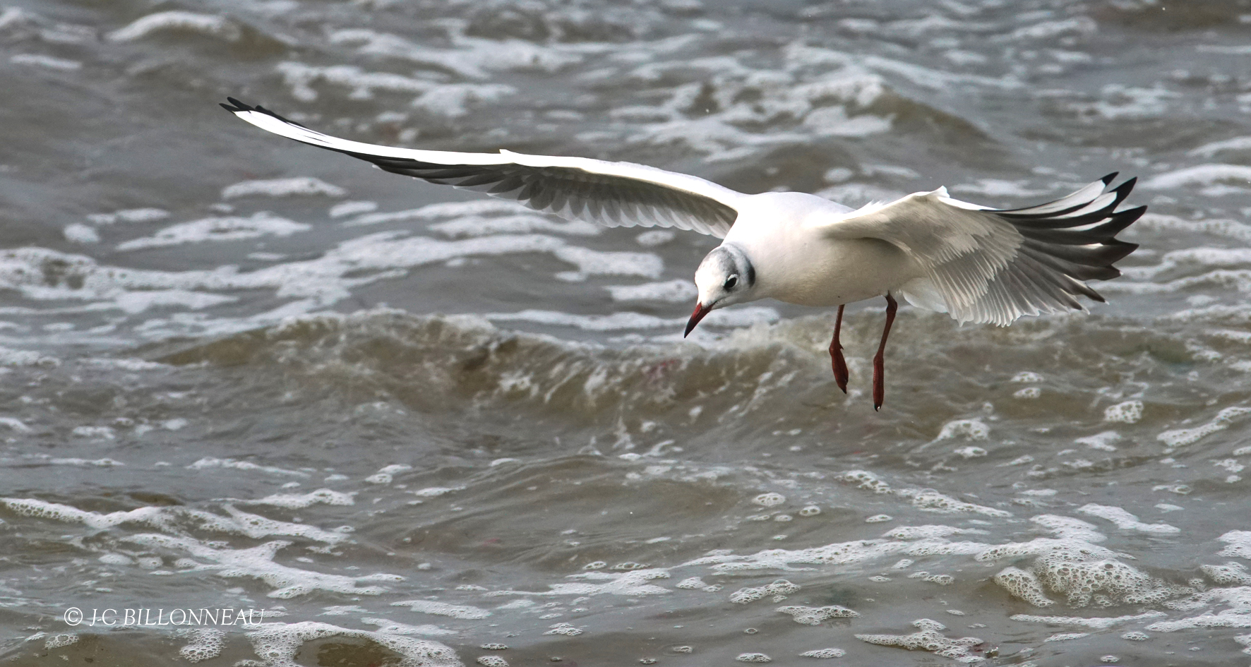 053 Mouette rieuse.JPG