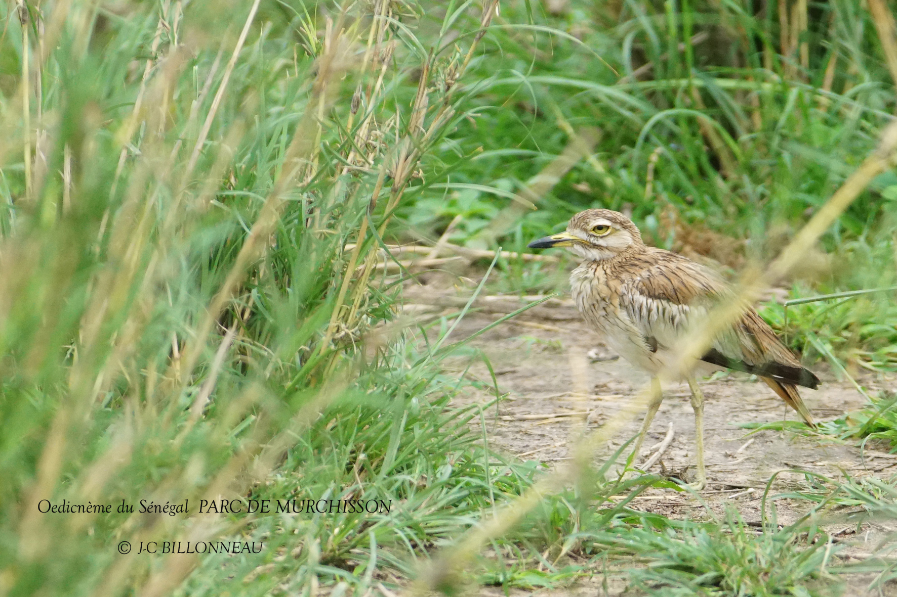 063 Senegal Thick-knee.JPG