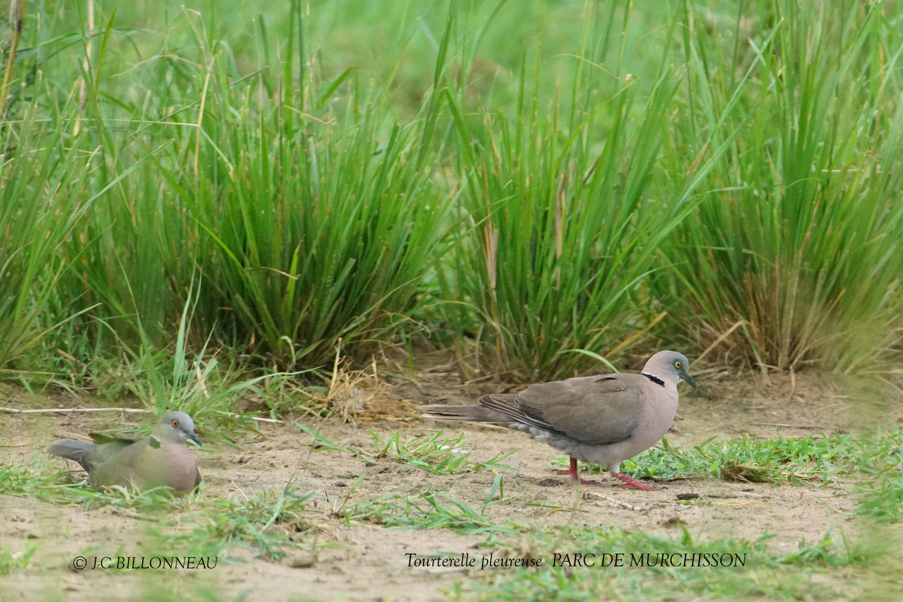064 Mourning Collared Dove.JPG