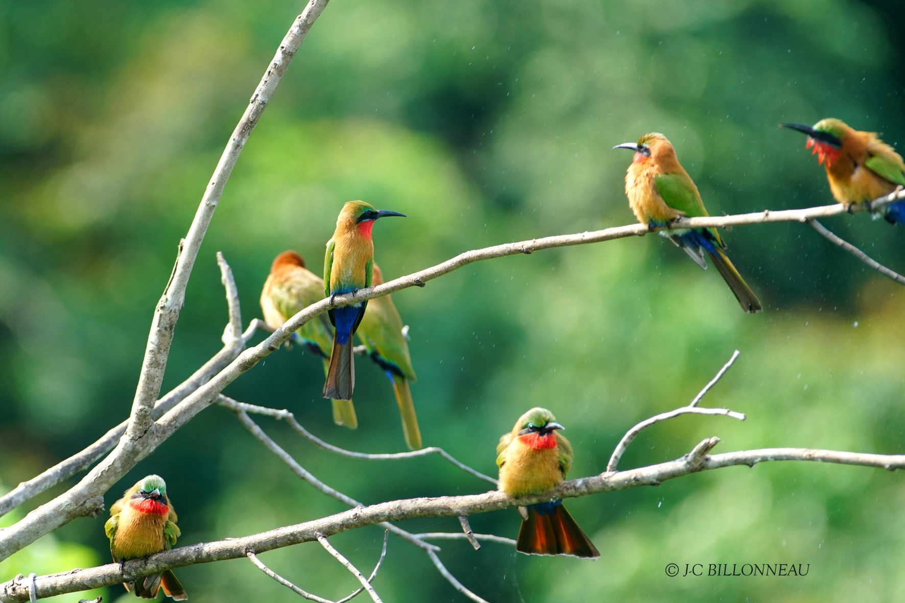 077 Red-throated Bee-eater.JPG