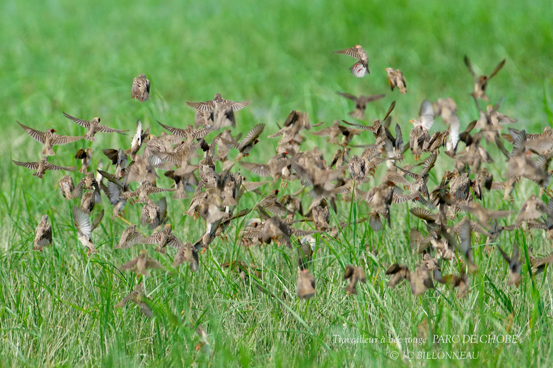 073 Red-billed Quelea.JPG