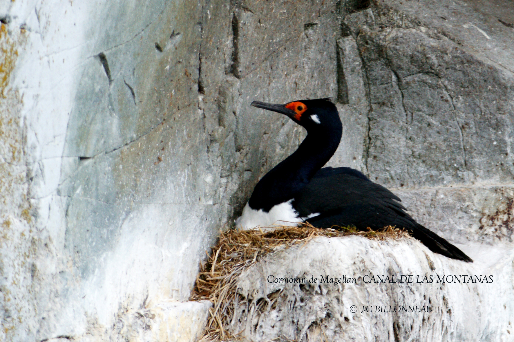 029 Rock Shag.jpg