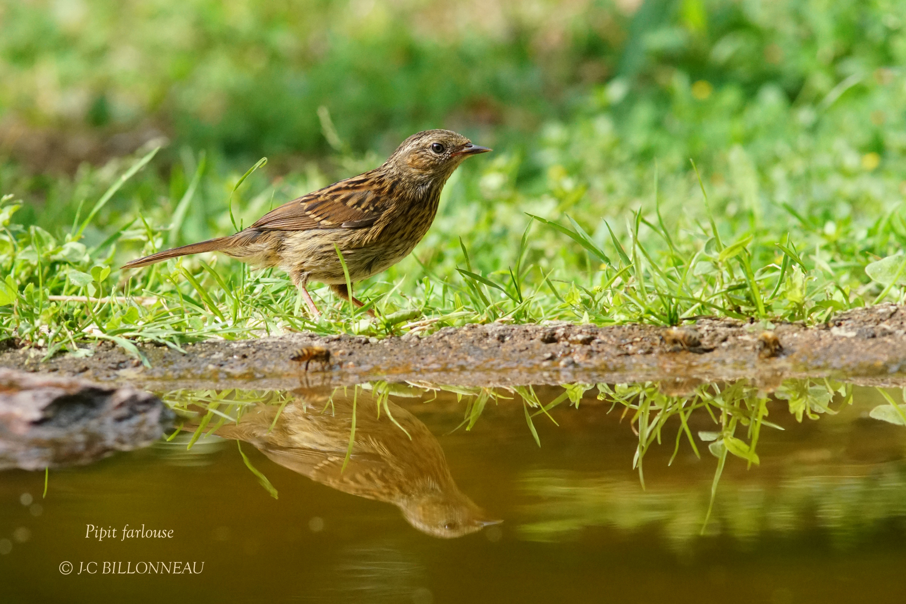 173 Meadow Pipit.JPG