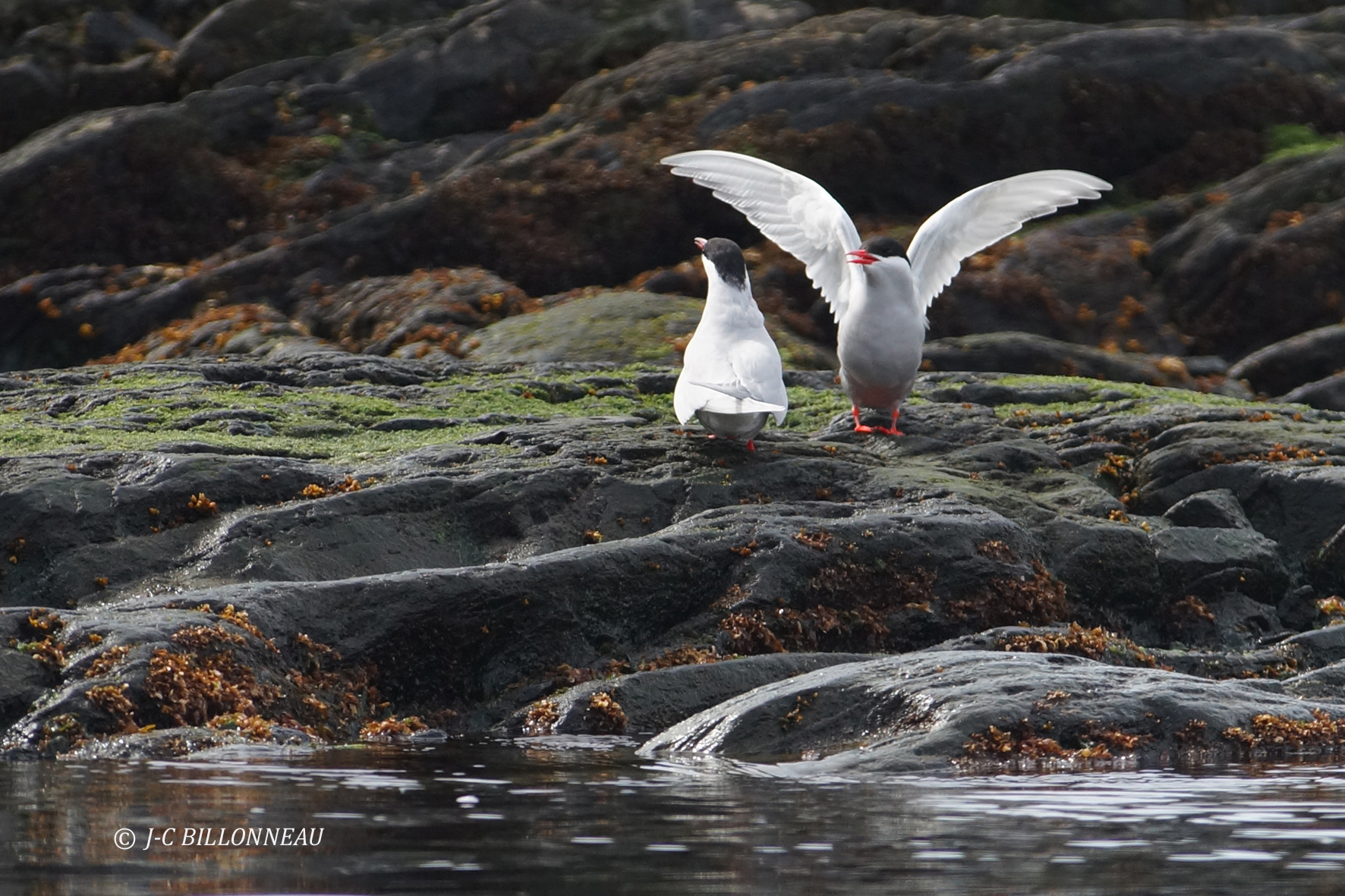 115 Sternes antarctique ou sternes couronnes.JPG