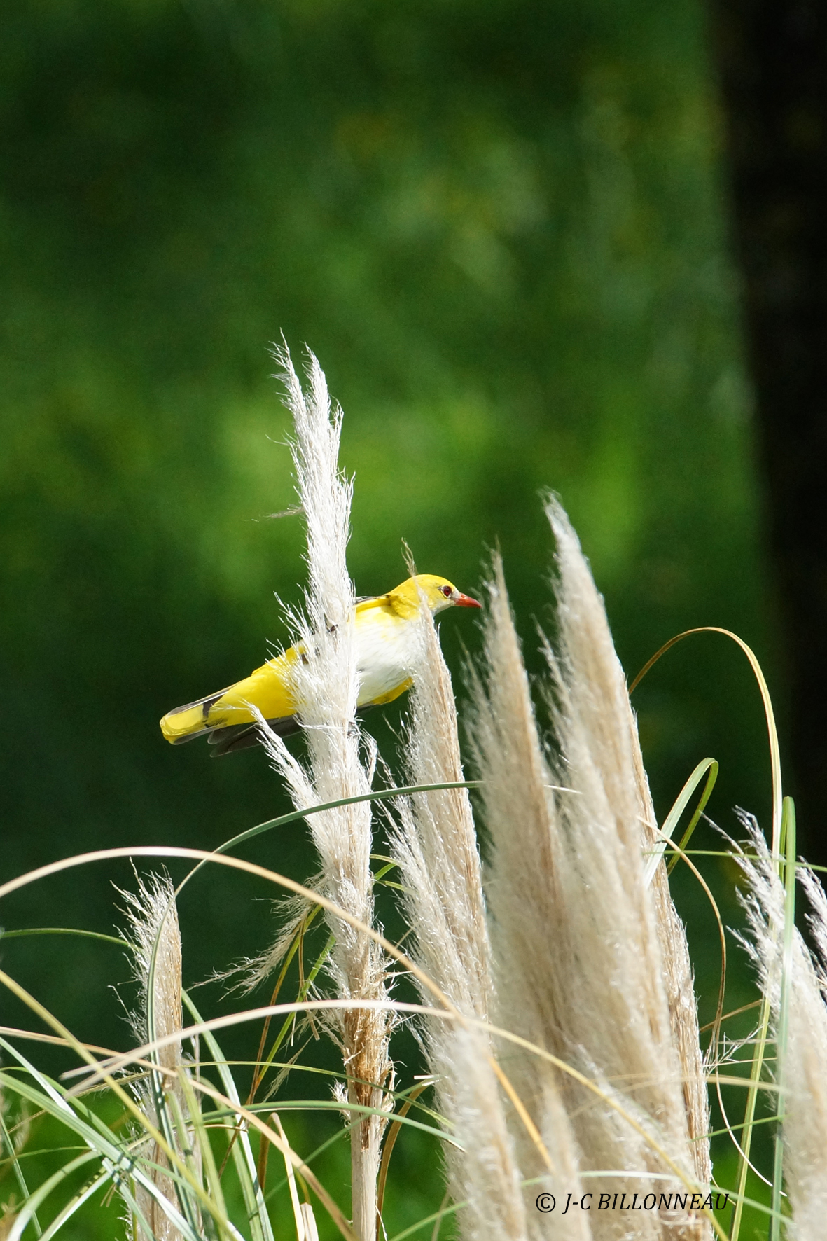 189 Loriot dEurope femelle, Eurasian Golden Oriole female.JPG
