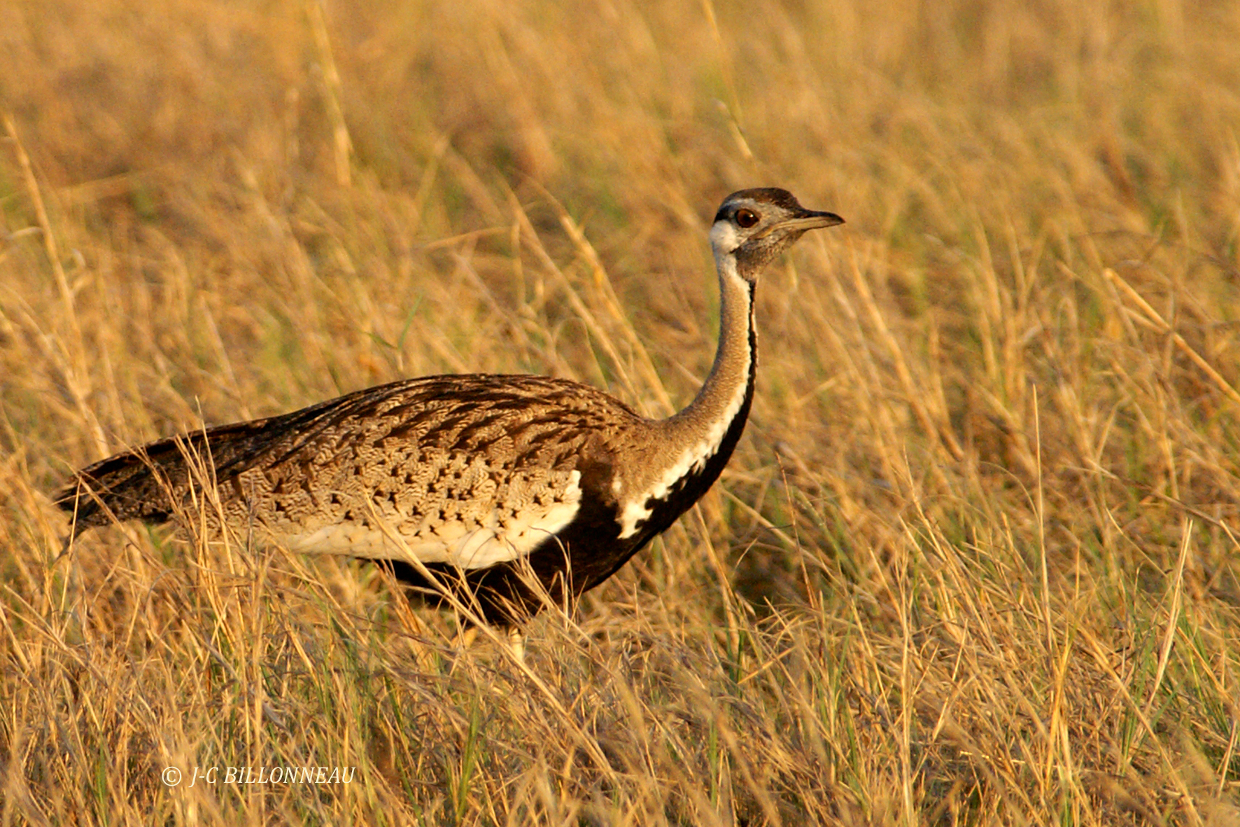 067 Outarde  ventre noir, Black-bellied Bustard.jpg
