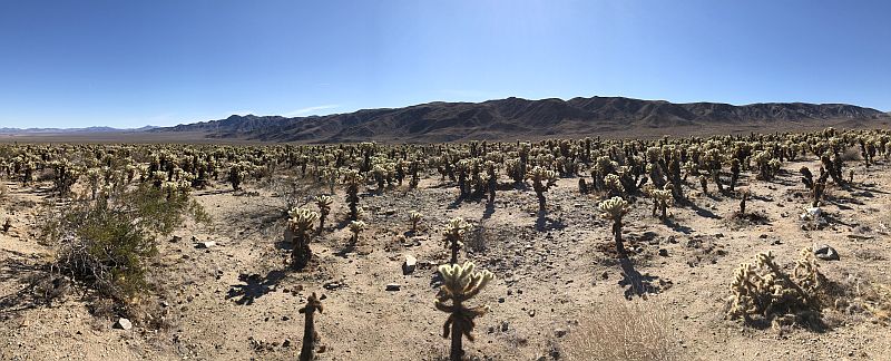 Cholla Garden