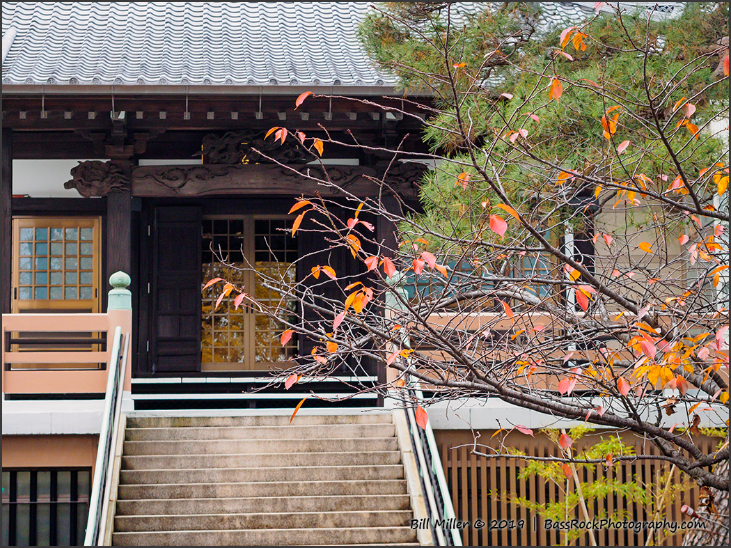 Last Few Leaves