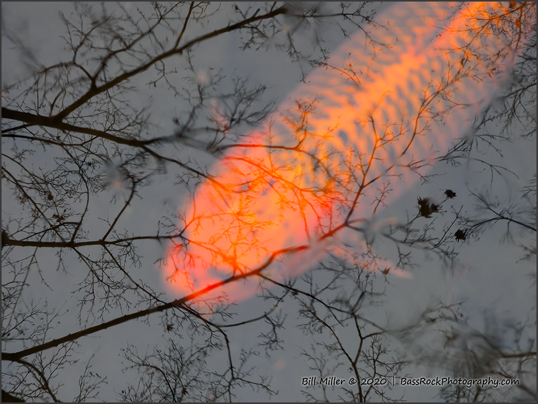 Reflections on Koi