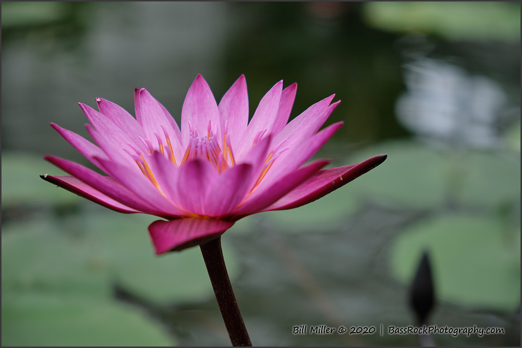 Waterlily