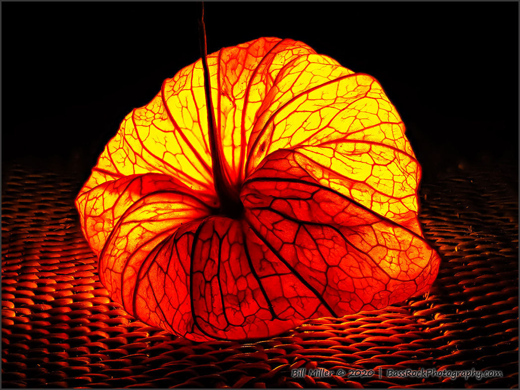 Physalis