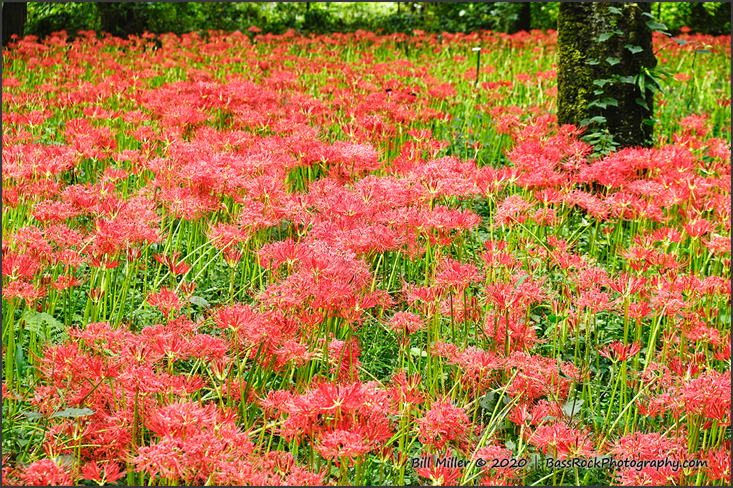 Field of Spider Lilies
