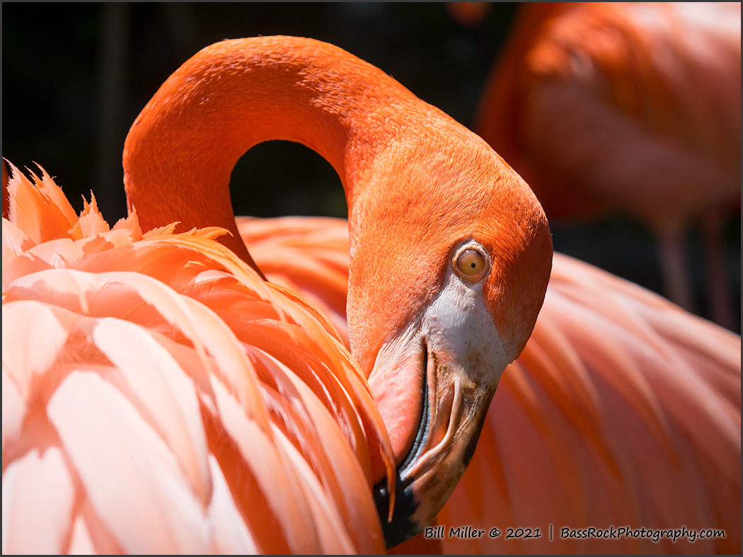 Preening