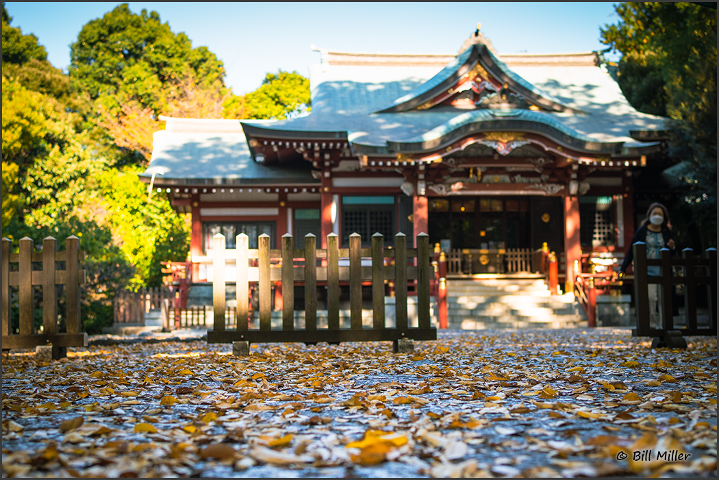 Autumn Leaves