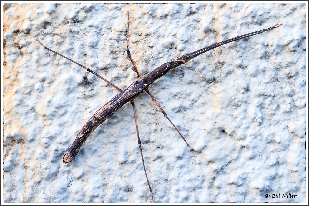 Stick Insect